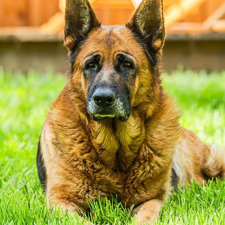 Glamping Radovna Pr' Klemenak Campismo de Luxo