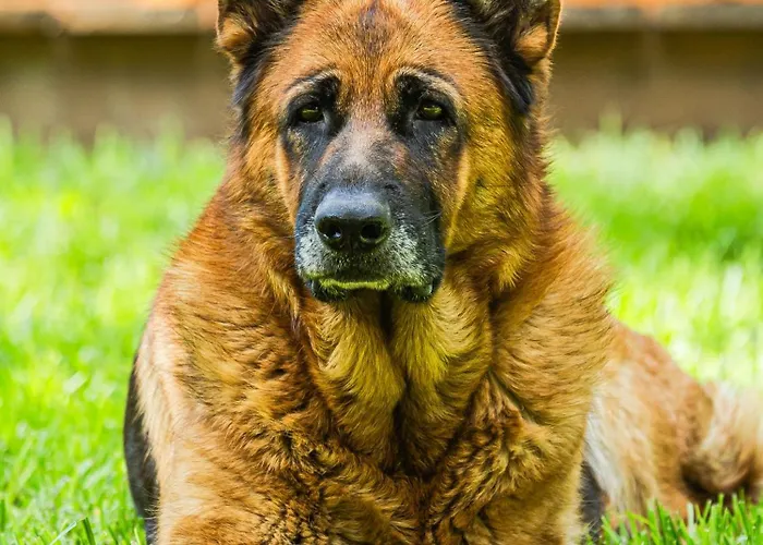 Glamping Radovna Pr' Klemenak Luxusní stan